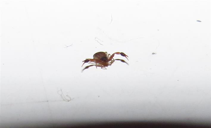 Pseudoescorpiones da Costa de Caparica in Portogallo: Geogarypidae